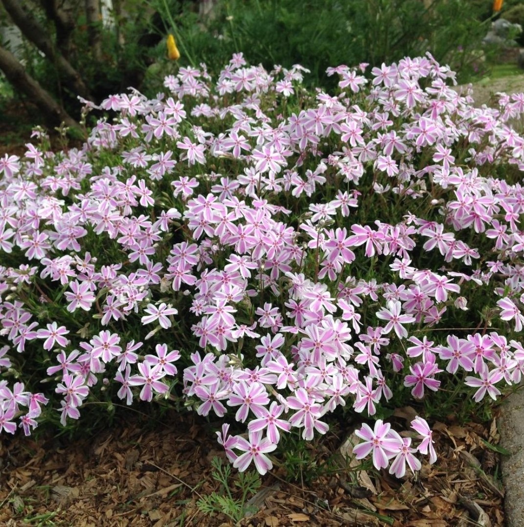 Phlox subulata 'Candy Stripes'